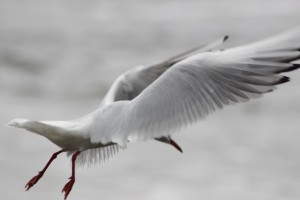 a Black Headed Gull in winter trim