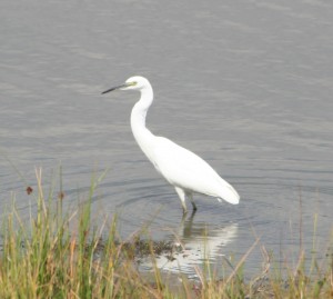 I like egrets!