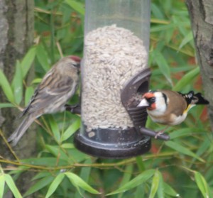 Goldfinch and Redpoll