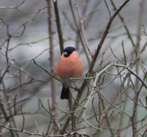 Waiting for the Goldfinch to f*ck off