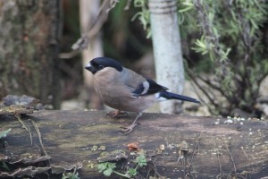 Bullfinch female...Stunning!