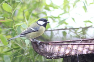 A good use for an old maggot sieve!