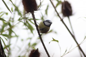 A Tit on the Teasle