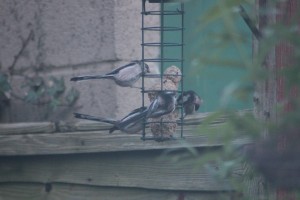 Long Tailed Tits arrive in force