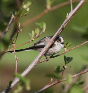 The tiny Long-Tailed Tit