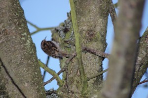 Treecreepers...everywhere!