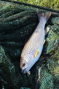 Trout off the Wye