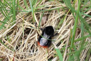 Red Tailed Bumble