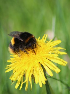 Bumble Bee taking ninner
