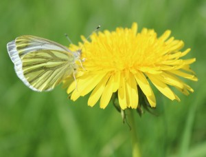 A "Green Veined White" having lunch