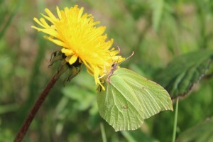 Brimstone butterfly