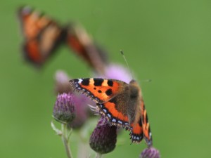 Butterflies!