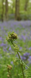 Ferns and Bluebells in Smithy Woods