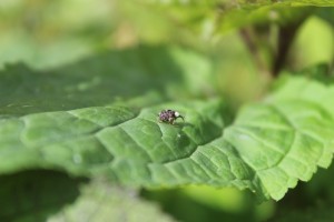 Panda faced weevil...no idea what it is really called