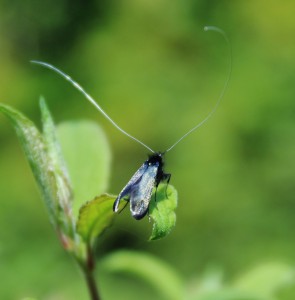 fairy moth