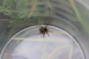 A wolf spider with babies