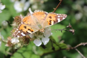 A Painted Lady