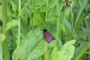 Cinnabar moth