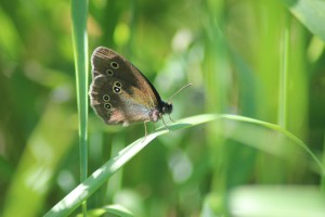 Ringlet 