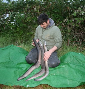 A nice multiple catch of eels