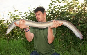 massive eel!