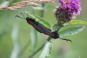 Narrow Bordered Burnet Moth