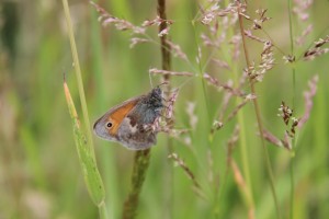 Small Heath butterfly