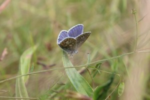 Common Blue butterfly