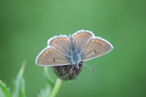 Brown Argus on the Trent...Coming to a field near me soon!