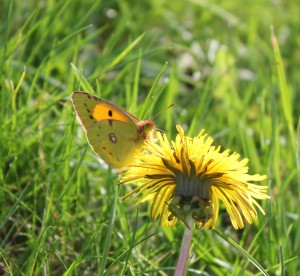 Clouded Yellow Butterfly