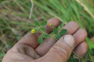 Black Medick