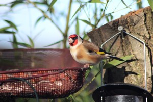 Goldfinch