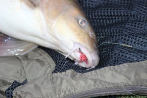 Febuary barbel on maggot medusa