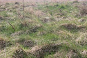 Feral grass