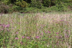 Red Campion