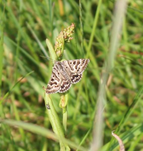 Mother Shipton Moth