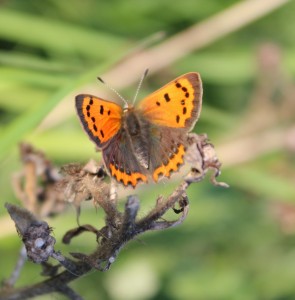 Small Copper