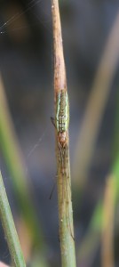 Long Jawed Orb Weaver