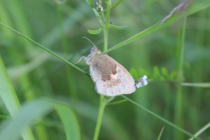 A Small Heath