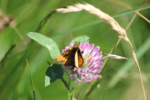 Large Skippers