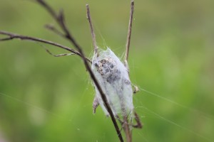 Furrow Web Spider