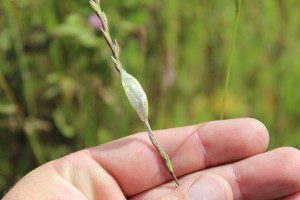 Burnet Moth cocoons