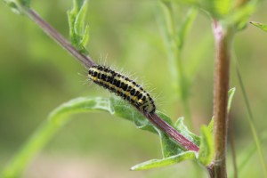 First generation caterpilar on the new sight