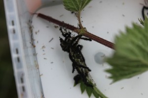 early instar caterpillars on the move