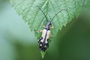 Longhorn Beetle