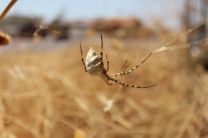 Argiope