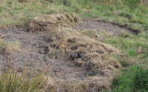 creating a wildflower meadow