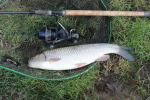 One of two chub from the Wye 