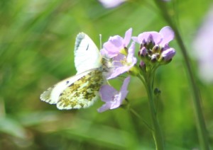 Orange tip female feeding on some type of bittercress  