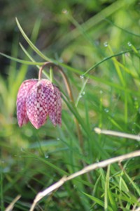 Snakes Head Fritilary 